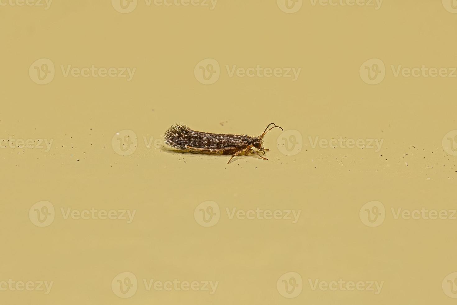 vuxen caddisfly -insekt foto