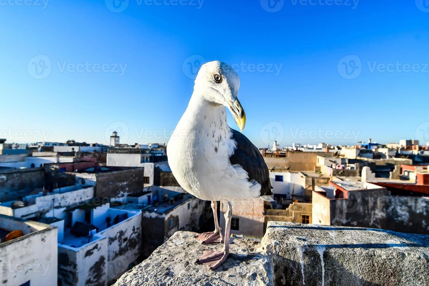 fiskmås i marocko foto