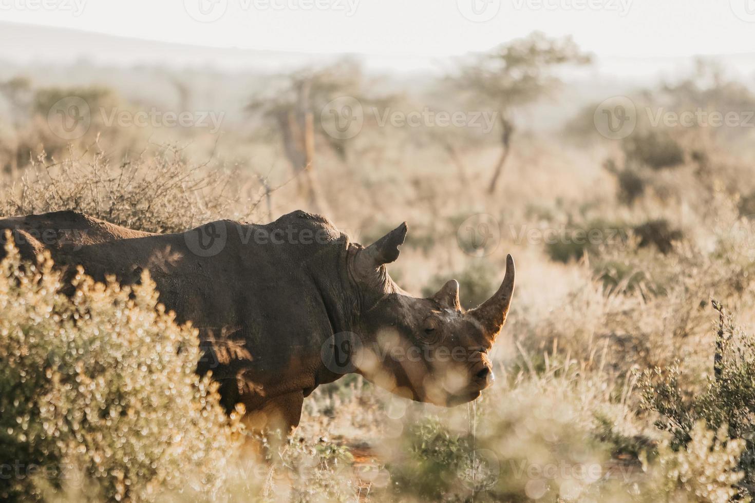 vit noshörning, söder afrika foto