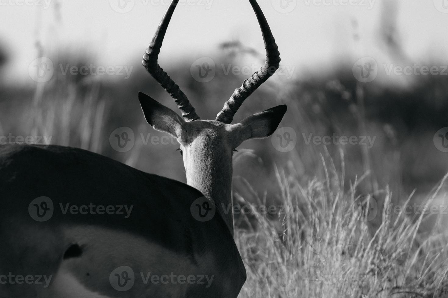 söder afrikansk impala rådjur foto