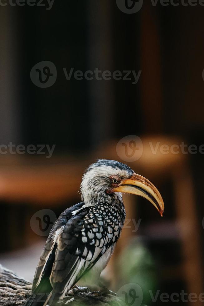 hornbill porträtt, söder afrika foto