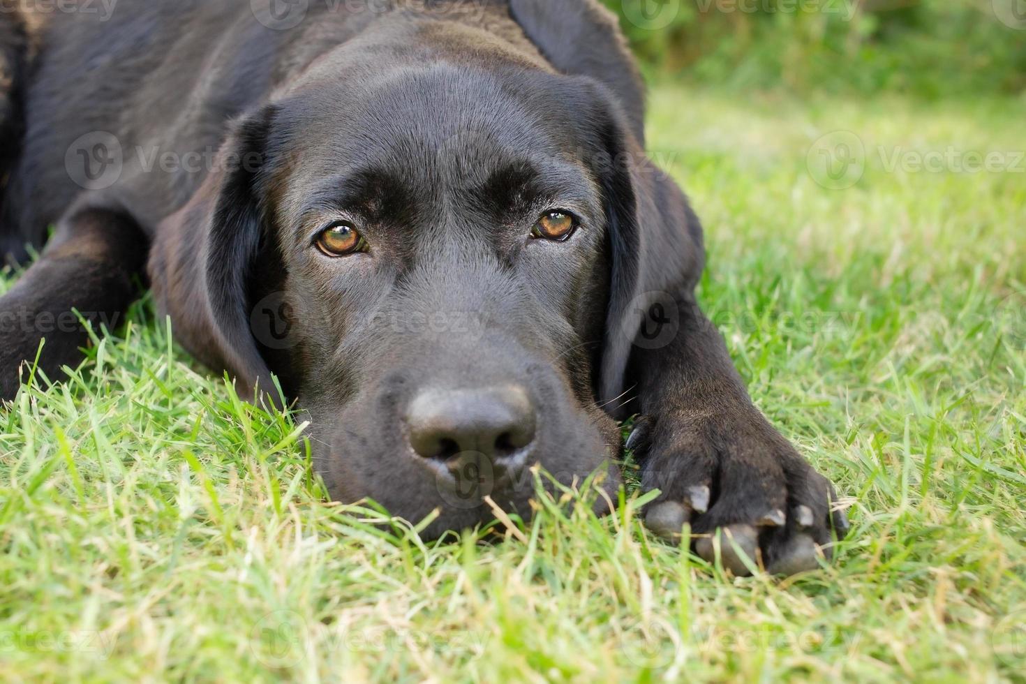 en svart hund vilar på de gräs. labrador retriever lögner på en grön gräsmatta. foto