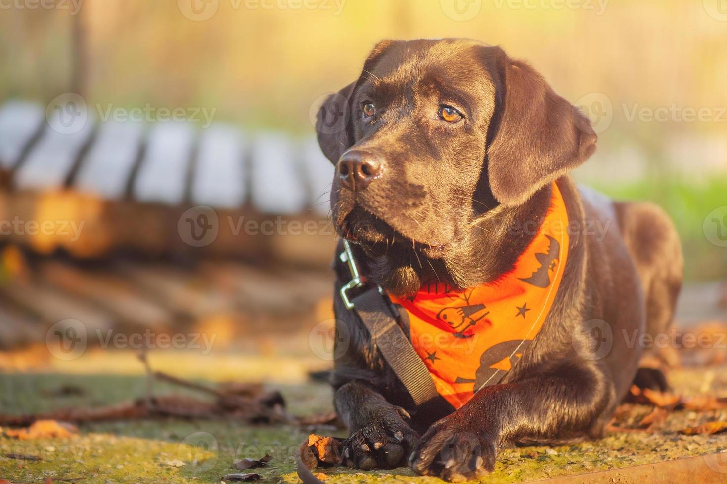 en ung labrador retriever liggande i ett orange halloween bandana. junior labrador retriever. foto