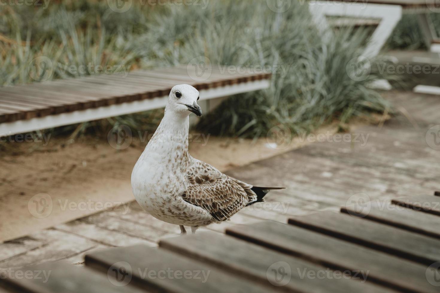 detalj av nyfiken sibirisk mås på strand bänk Bakom de trä- tabell i sopot i polen foto