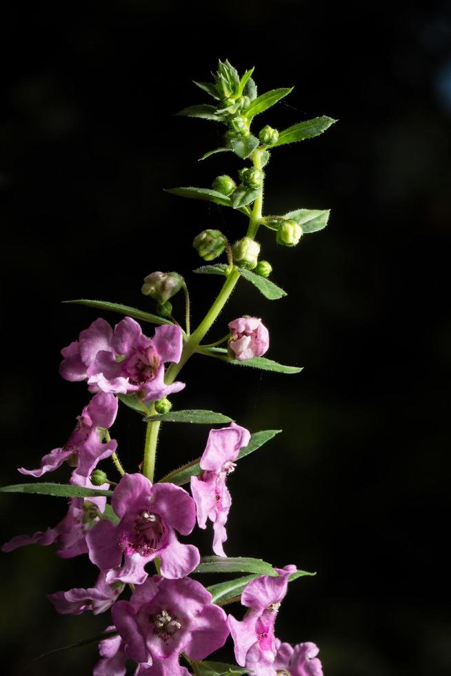 vackra lila blommor på svart bakgrund foto