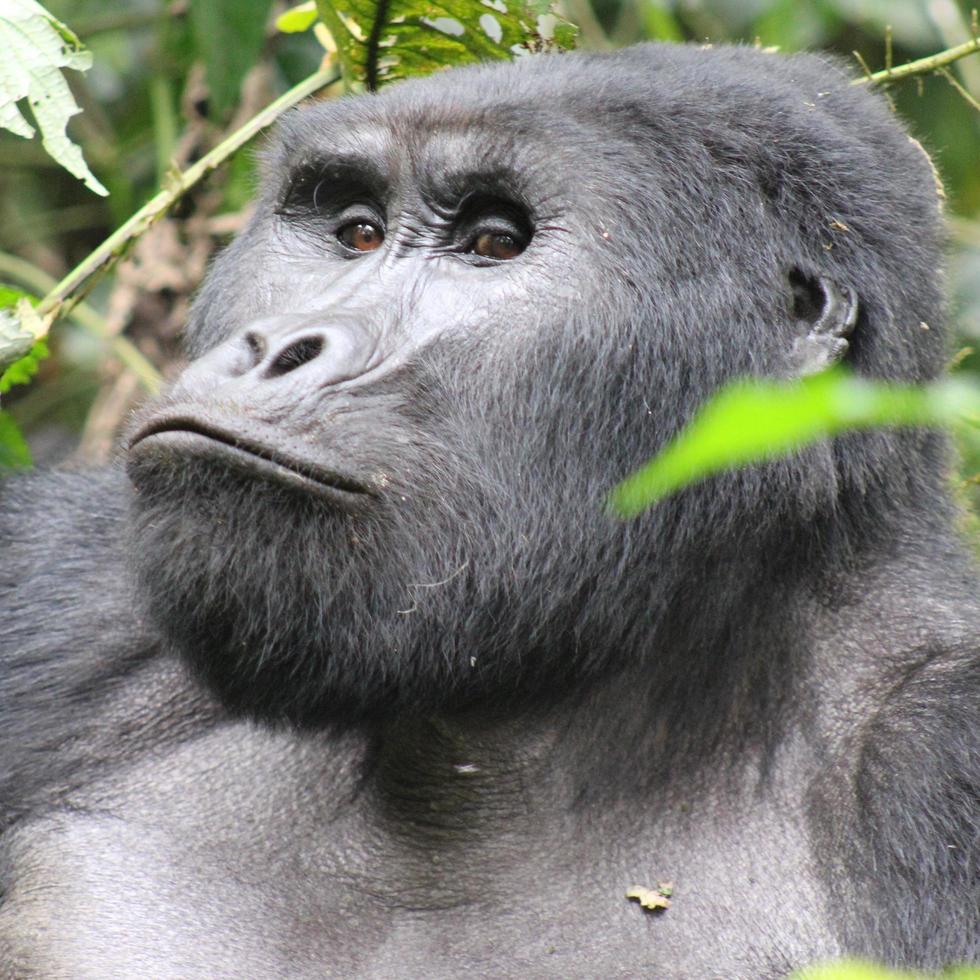 närbild av en bergsgorilla foto