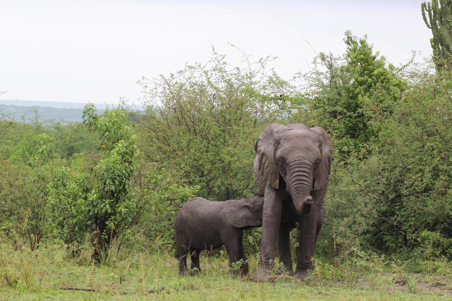 mor och baby elefant i ett fält foto