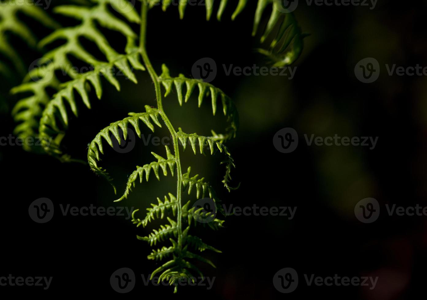 färsk frodig skog ormbunke växande i de mörker foto