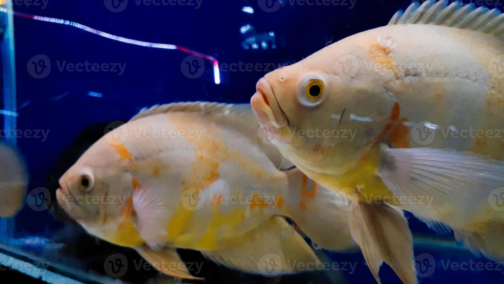 akvarium fisk. astronotus är en släkte av fisk i de familj ciklider. där är två arter i detta släkte, både hittades i söder amerika. foto