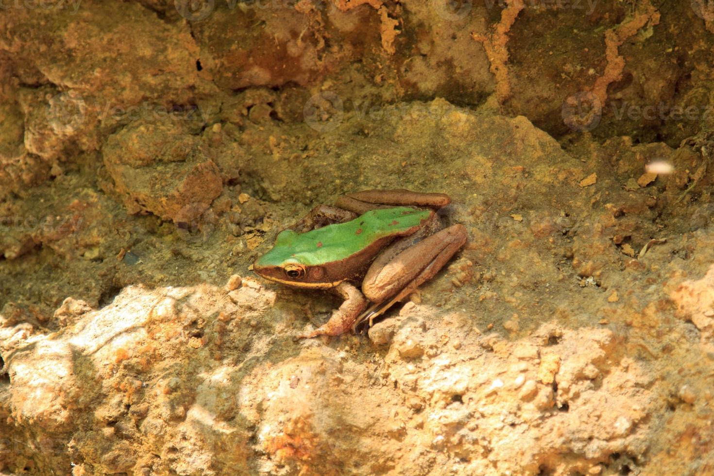 grön groda lång ben grönaktig brun Sammanträde på en berg sten i en skön vattenfall. de bördig skog golv är Hem till insektsätande amfibier hittades på de hög berg. foto