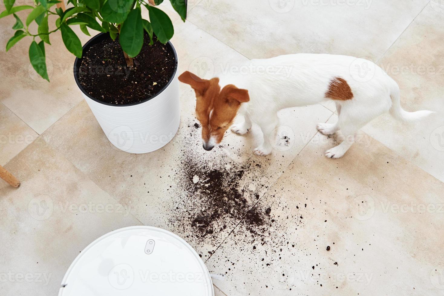 hund spridd växt jord till de golv foto