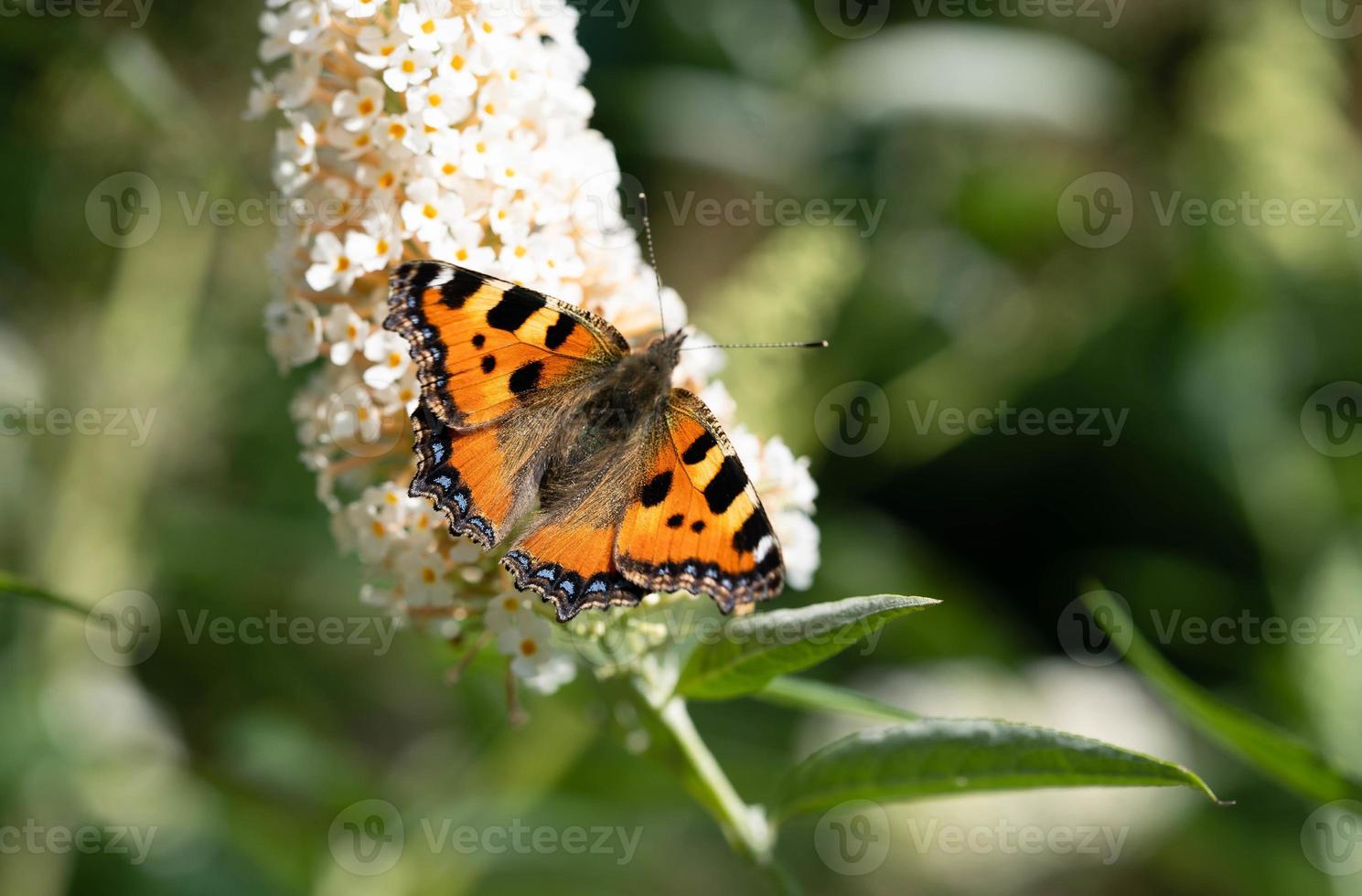 de liten räv fjäril aglais urticae foto