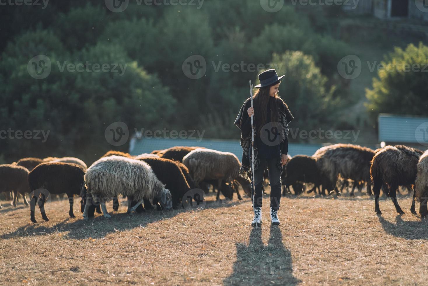 kvinna herde och flock av får på en gräsmatta foto