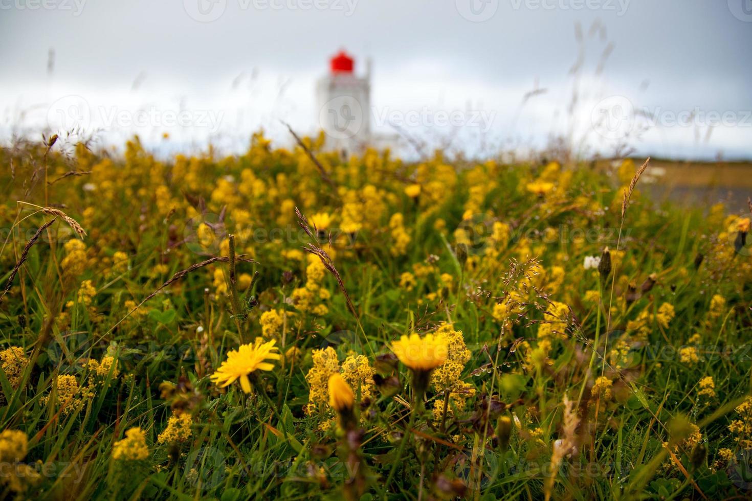 dyrholaey fyr på de söder kust av island foto