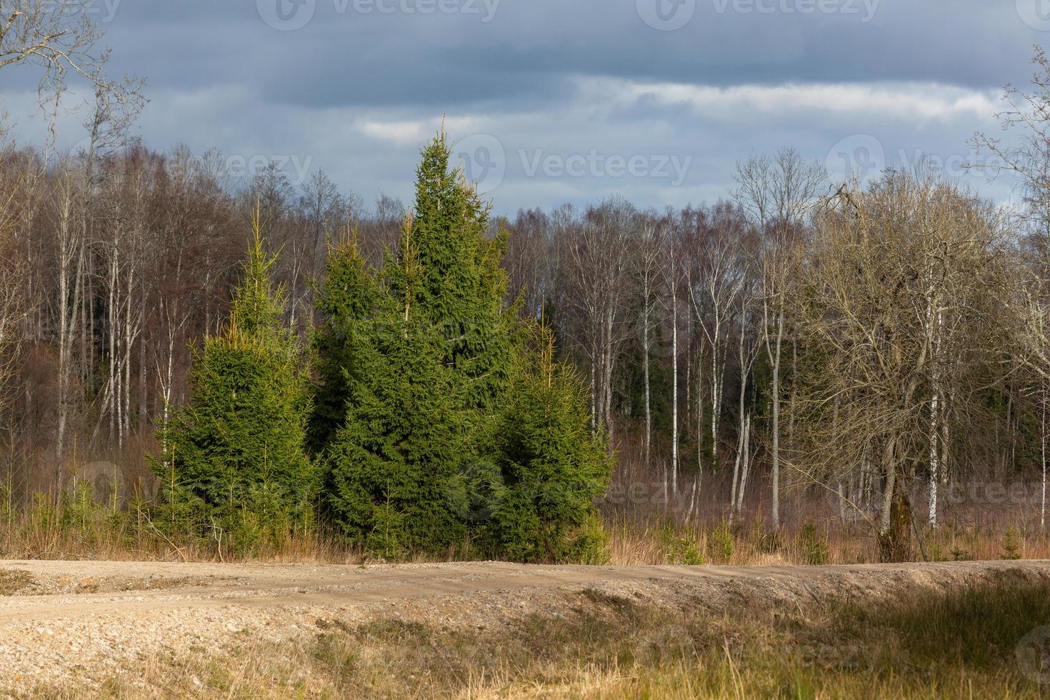 tidigt vår landskap foto