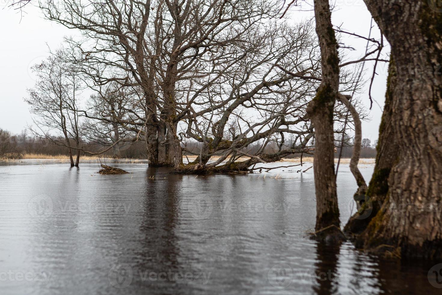 soomaa nationell parkera i översvämning foto