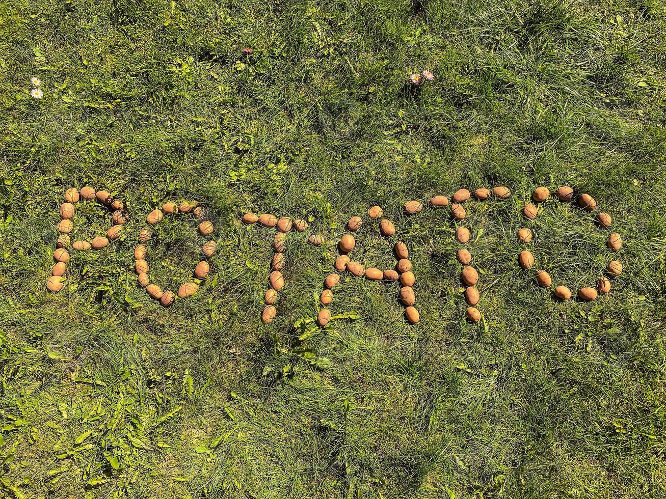 de ord potatis är lagd ut på de grön gräs från potatisar. potatisar på de jord, brev från potatisar. bruka eco Produkter, vegan mat produkt. vitamin mat foto