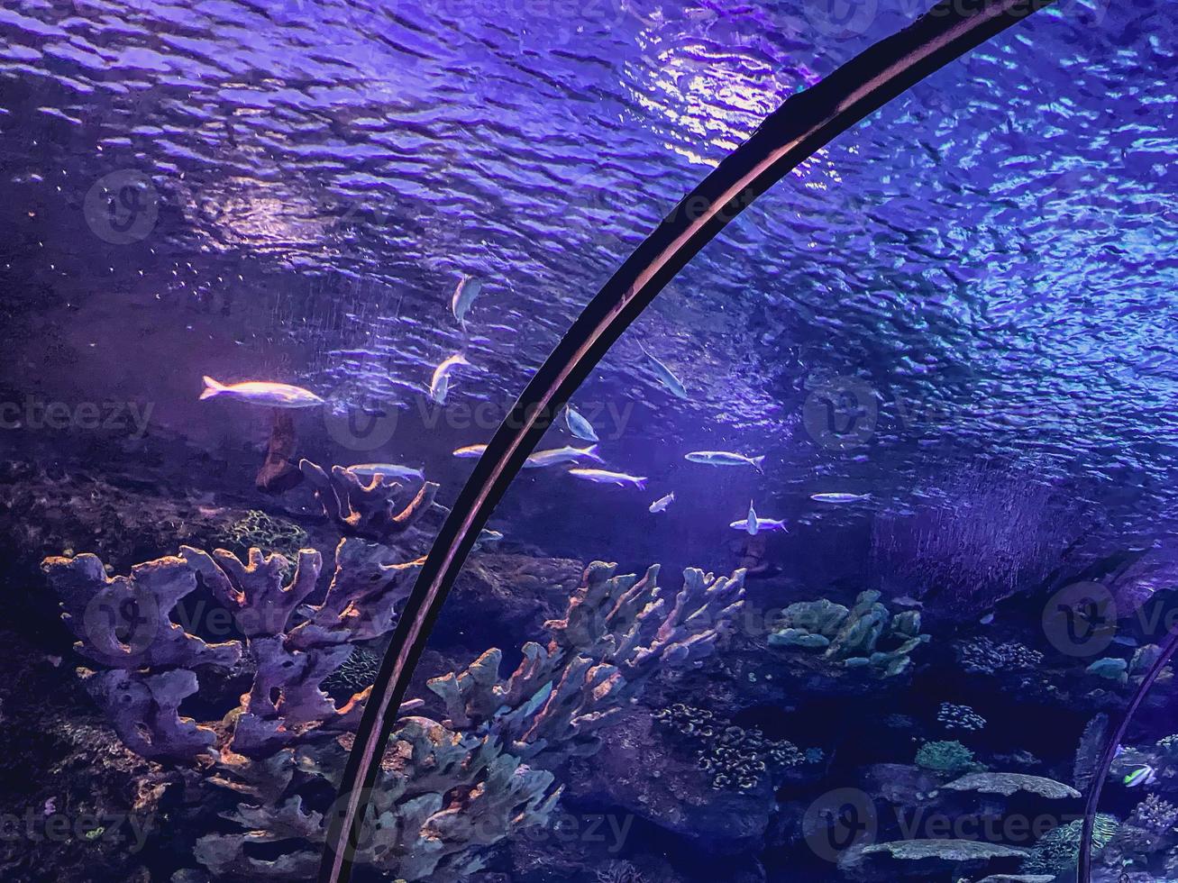 observation av de liv av fisk i de akvarium. tunnel med under vattnet värld för turister. konstruktion på svart, metall fästen håller vatten och fisk ut foto