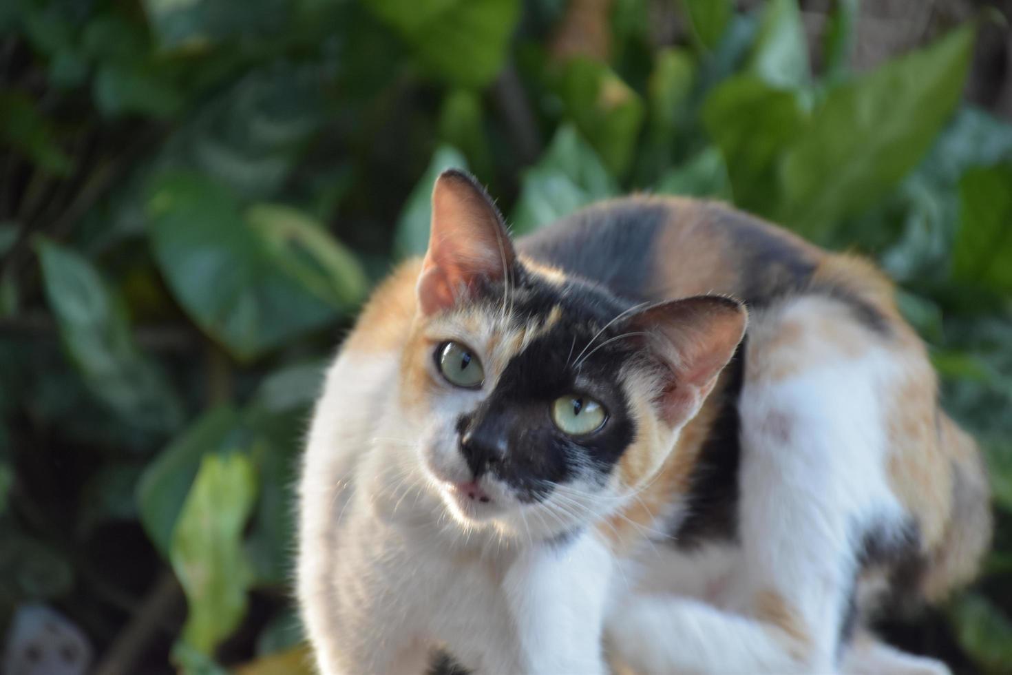 siam katt eller thai katt Sammanträde och liggande under de träd, mjuk och selektiv fokus. foto