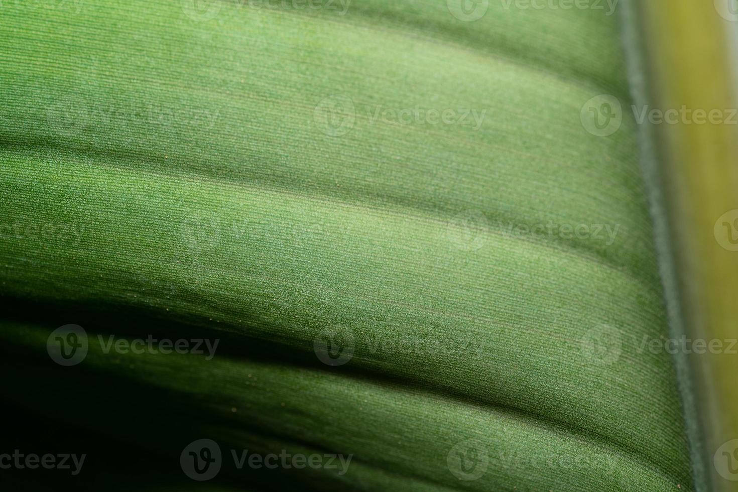bananlöv. textur bakgrund av bakgrundsbelysning färska gröna blad. foto