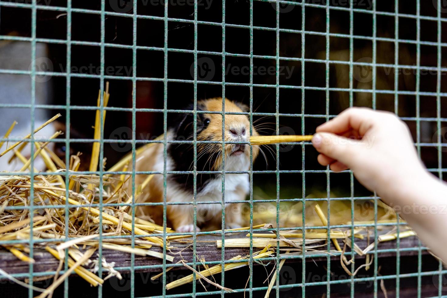 söt guinea grisar på djur- bruka i kaninbur. guinea gris i bur på naturlig eco odla. djur- boskap och ekologisk jordbruk. barn matning en sällskapsdjur genom de glipa i de bur. foto