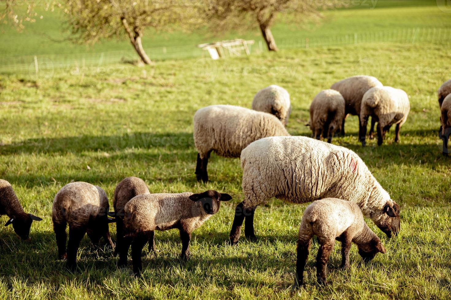 flock av får på fält. får och lamm på de äng äter gräs i de besättning. jordbruk utomhus. skön landskap. djur av odla. solig kväll, Fantastisk väder. foto