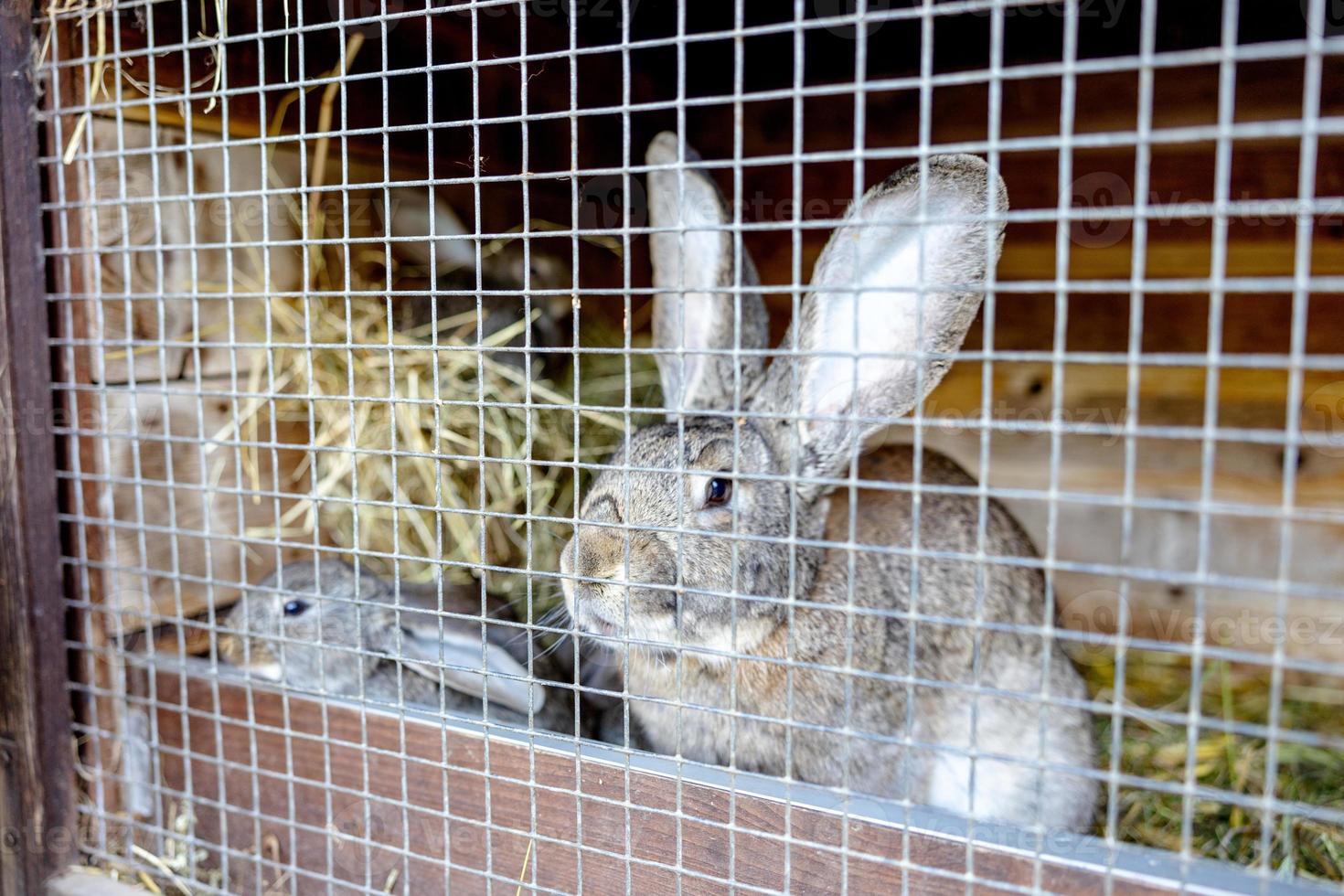 söt kaniner på djur- bruka i kanin-koja. kanin i bur på naturlig eco odla. djur- boskap och ekologisk jordbruk. foto