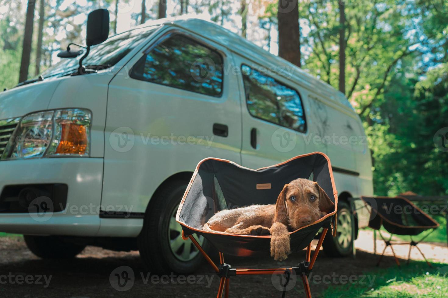 en hund sitter Nästa till en mysigt husbil i de skog av skottland foto