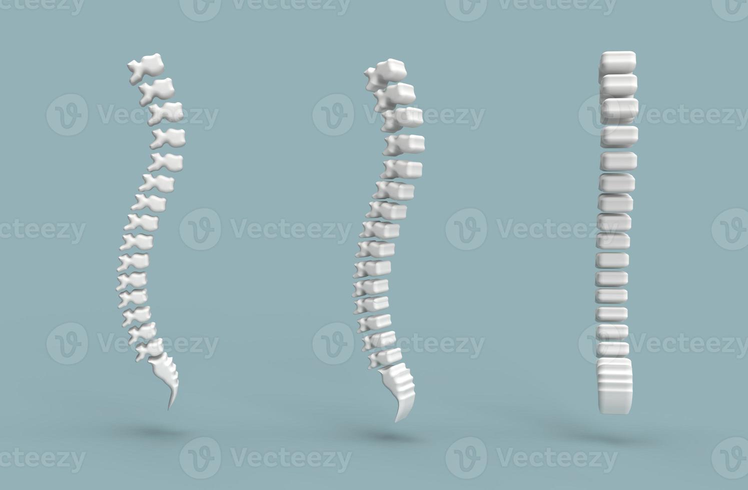 3d realistisk mänsklig ryggrad ryggrad och vertebral kolumn anatomi skolios begrepp foto