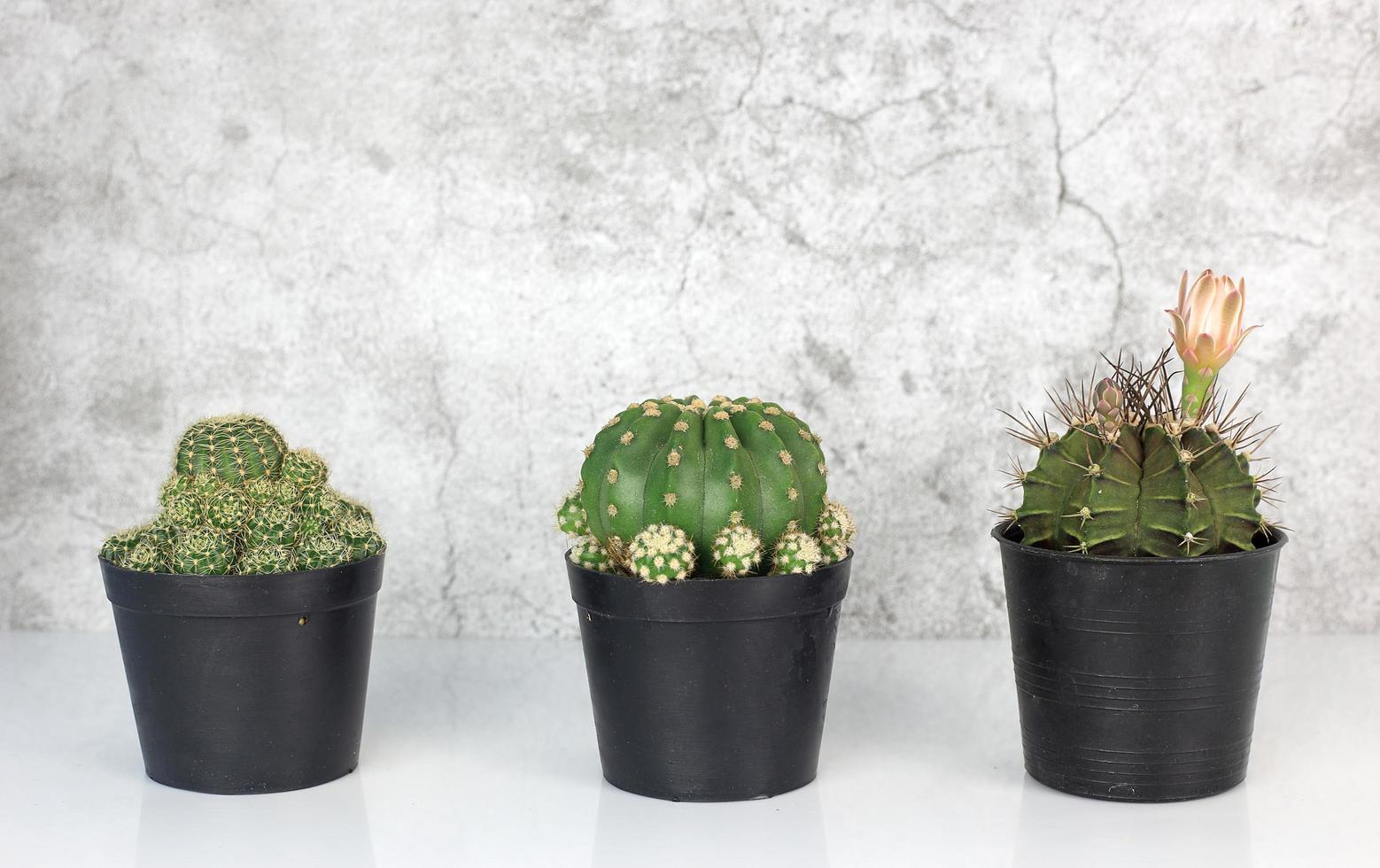 tre kaktus ordna på vit golv mot cement bakgrund. aloe och Övrig suckulenter i svart pott foto