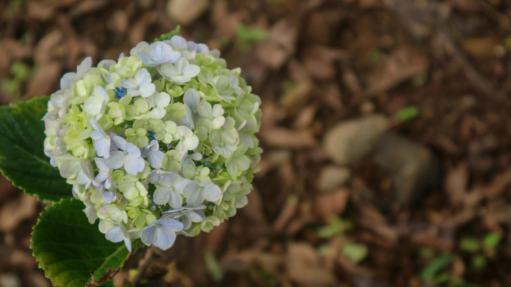 skön och fantastisk grön hortensia foto