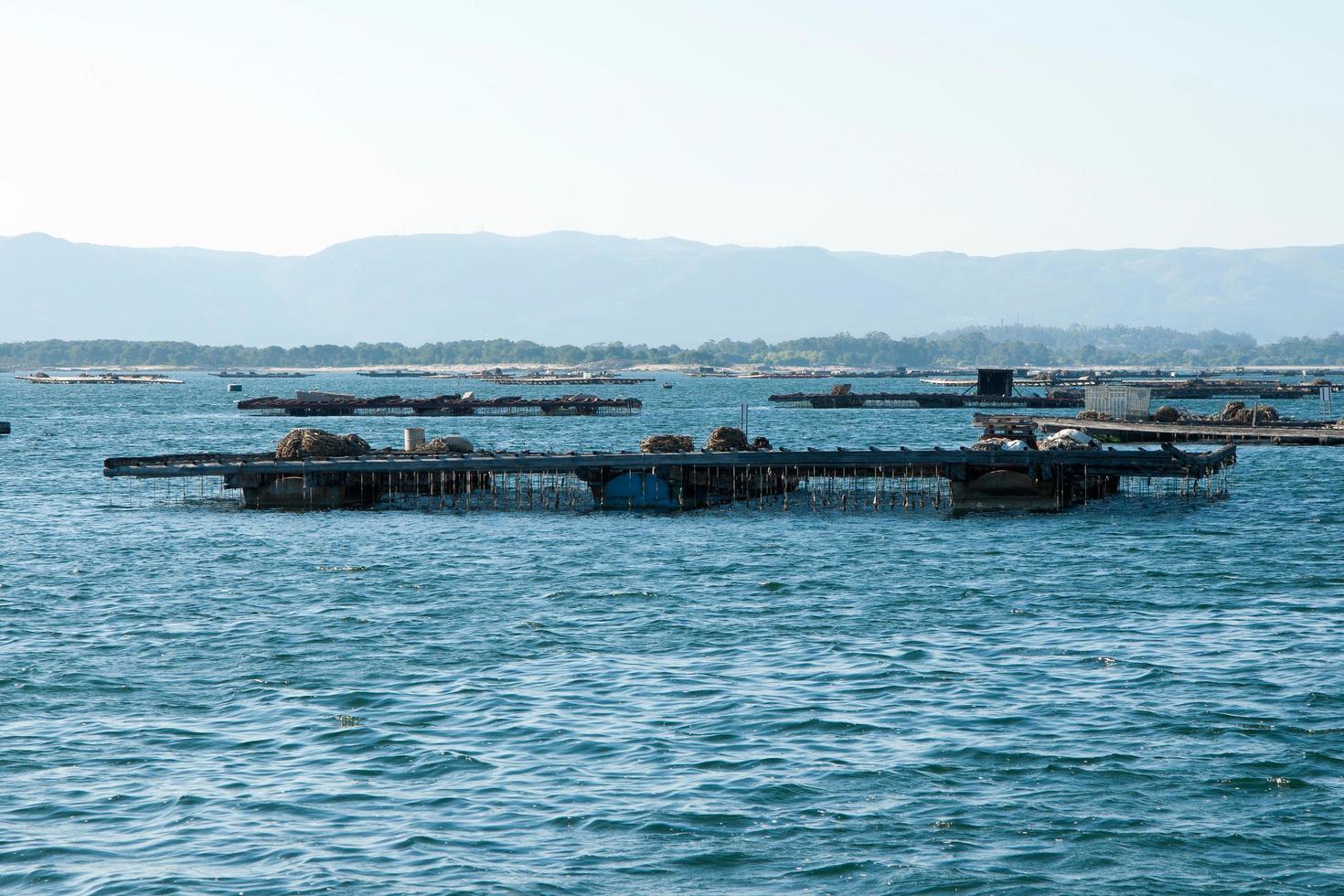 vattenbruk flottar för musslor, batea, i arousa flodmynning, galicia foto