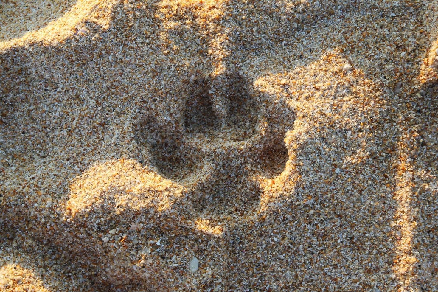 resa till ö phuket, thailand. de fotspår av hund på de sand strand. foto