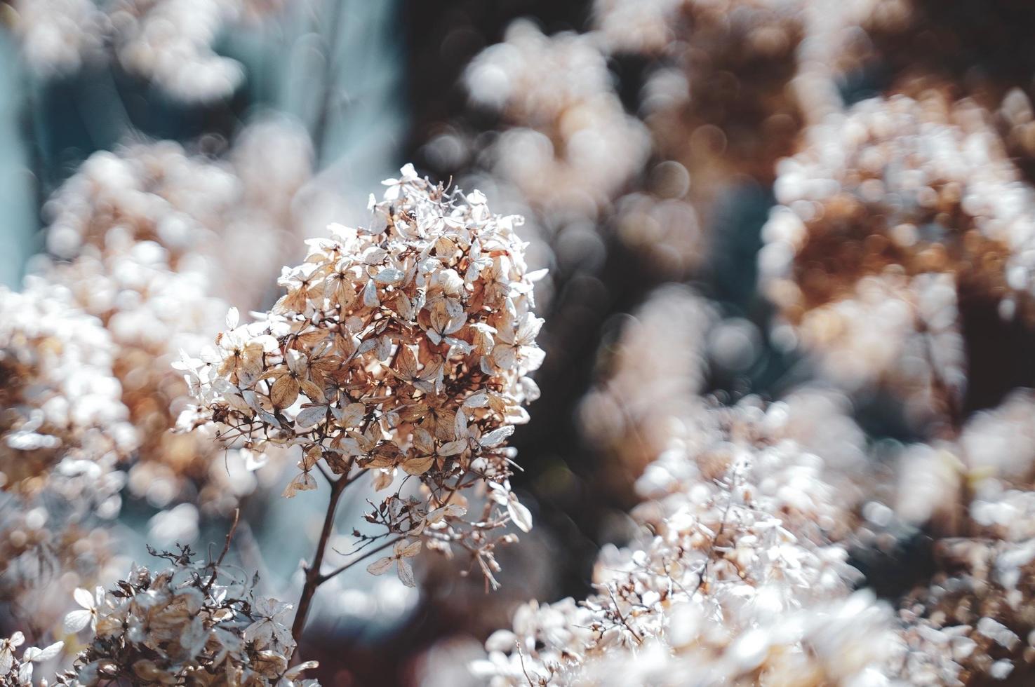 en torkades blomma träd i vinter, närbild av vit blommor, torr blommig bakgrund foto