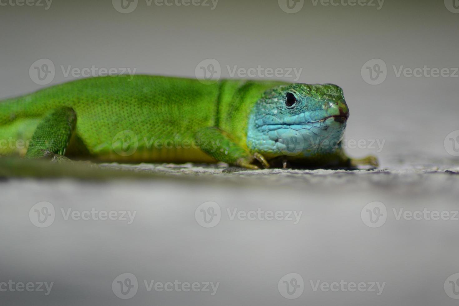 manlig grön ödla med blå huvud foto