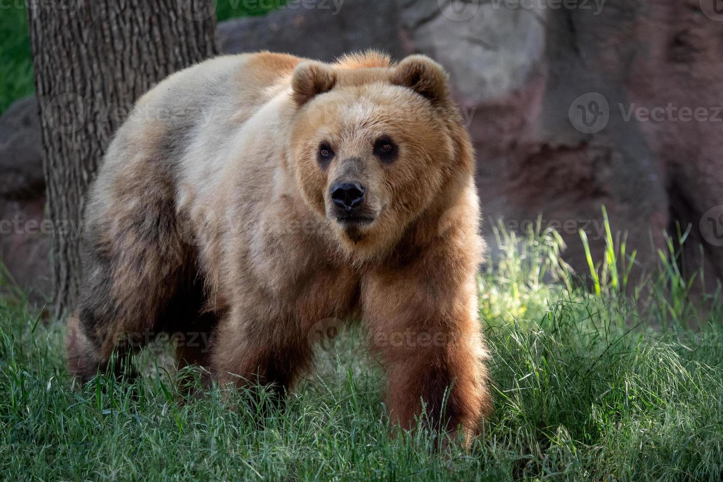 kamchatka Björn i de gräs - ursus arctos beringianus foto