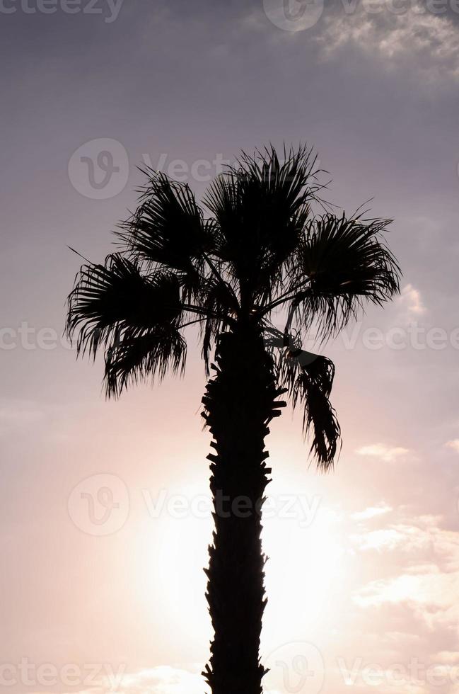 palm silhuett foto