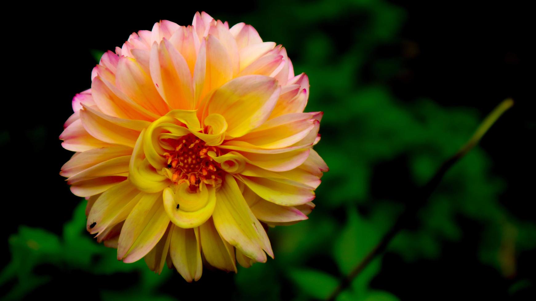 skön och fantastisk gul dahlia pinata blomma foto