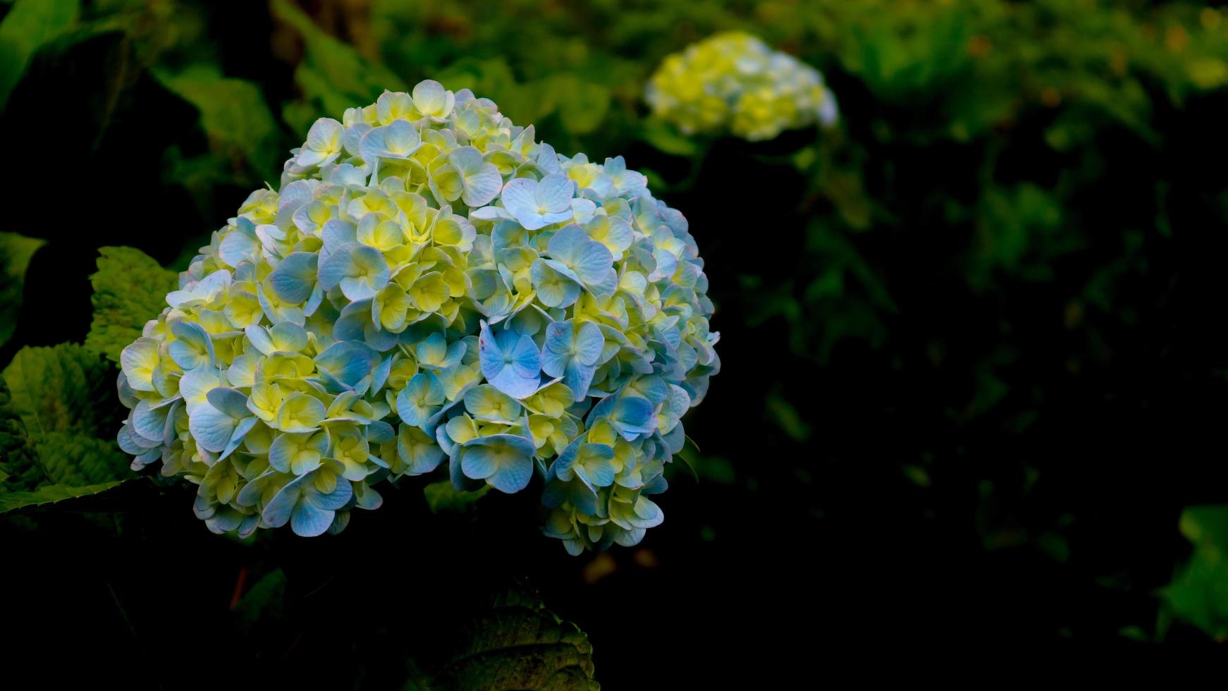 skön och Fantastisk hortensia blommor foto