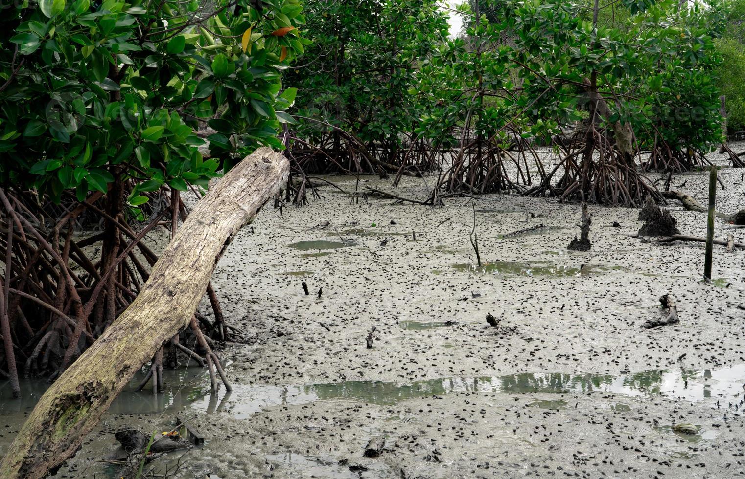 grön mangrove skog med lera. mangrove ekosystem. naturlig kol sänkor. mangrove fånga co2 från de atmosfär. blå kol ekosystem. mangrove absorbera kol dioxid utsläpp. foto