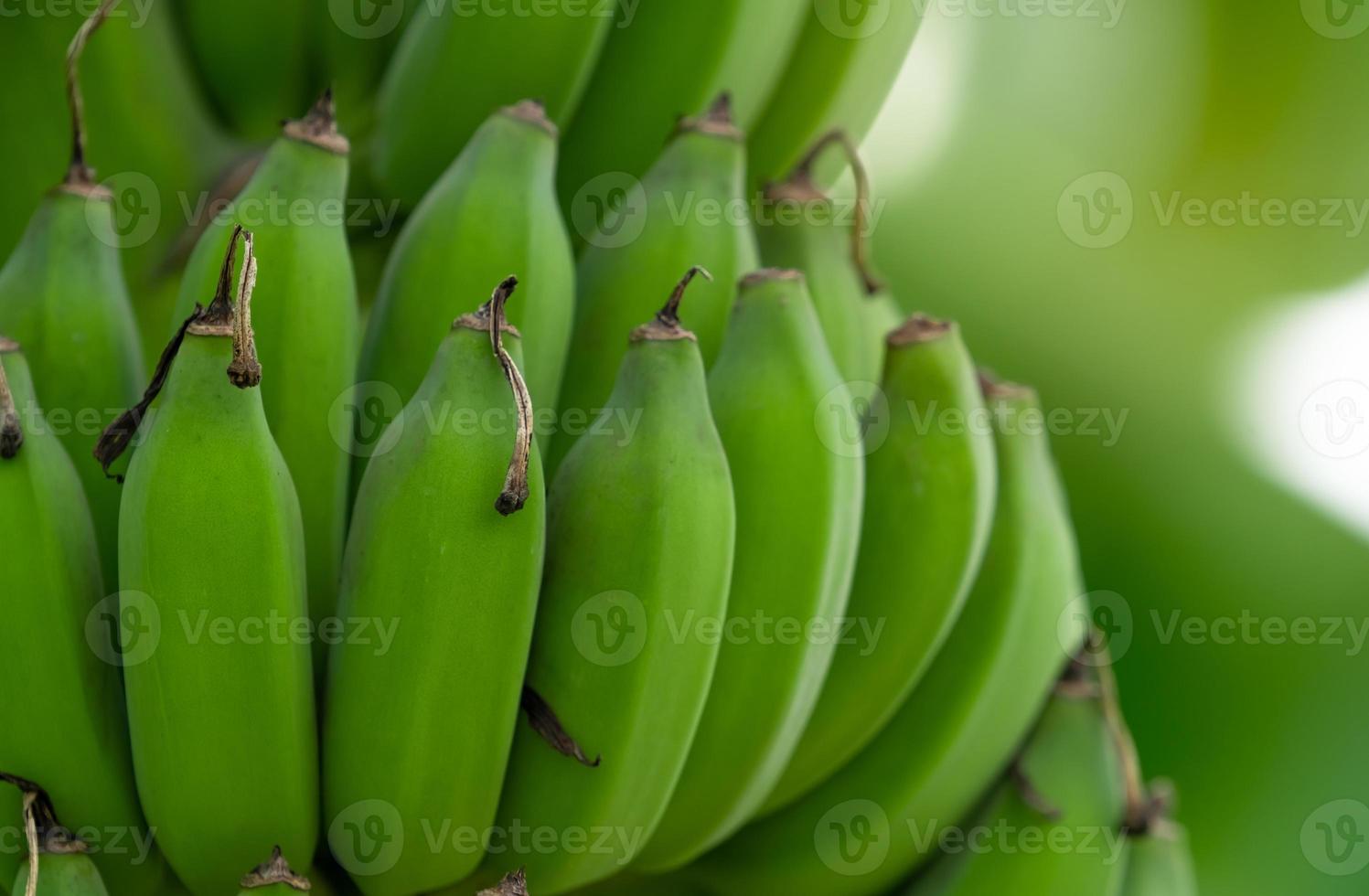 närbild knippa av rå grön kultiverad bananer i de banan trädgård. kultiverad banan plantage. tropisk frukt odla. ört- växt för behandla diarre och gastrit. lantbruk odla. organisk mat. foto