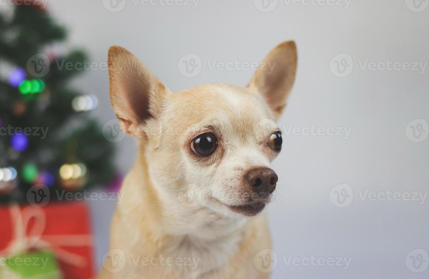 brun kort hår chihuahua hund Sammanträde på vit bakgrund med jul träd och röd och grön gåva låda. foto