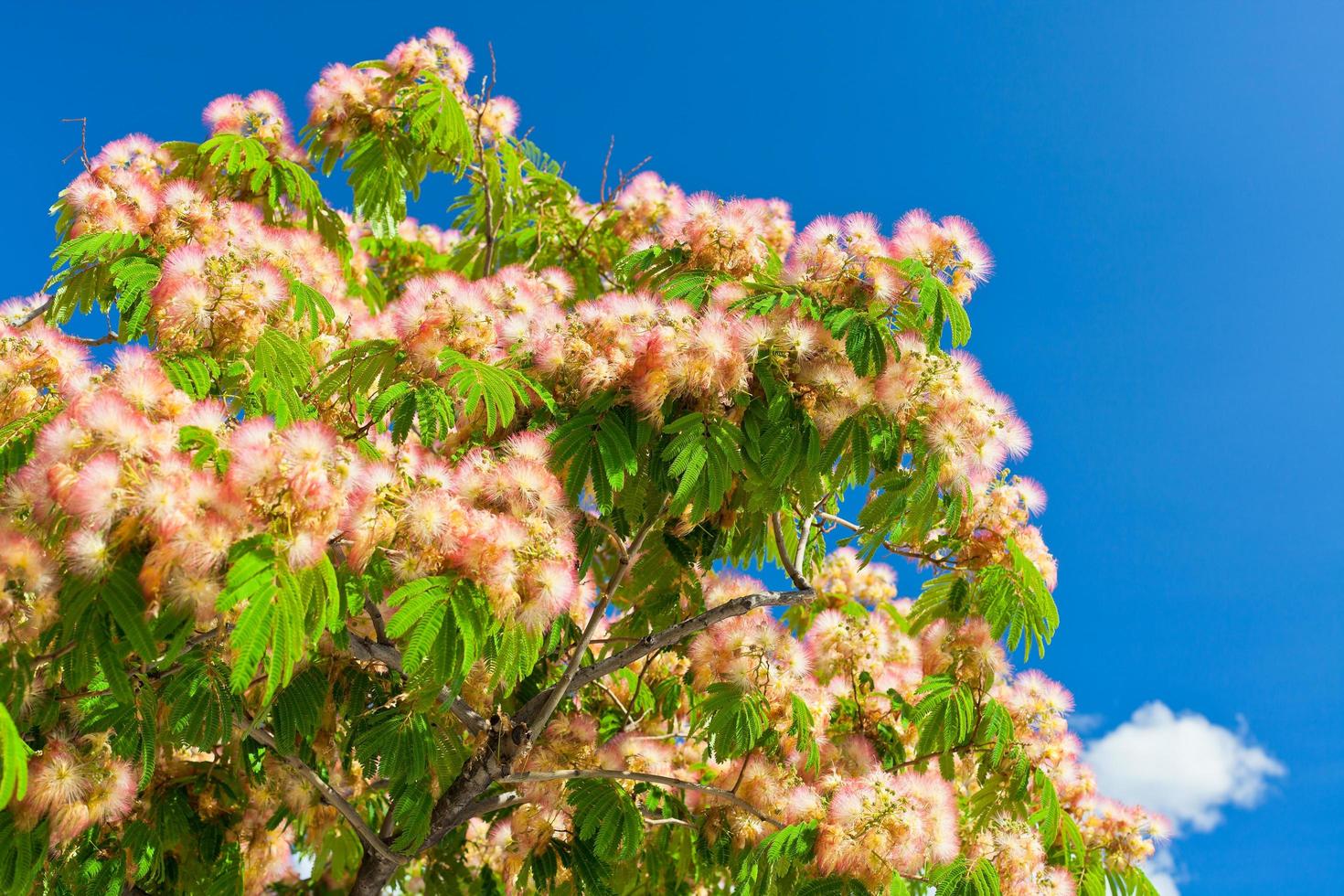 rosa blomma akacia träd bruncher foto