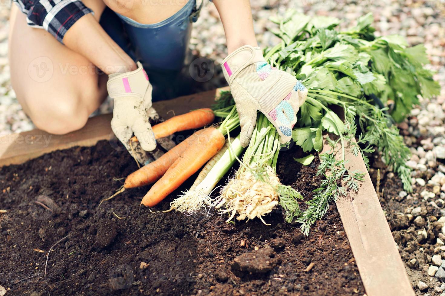 vuxen kvinna plockning grönsaker från trädgård foto