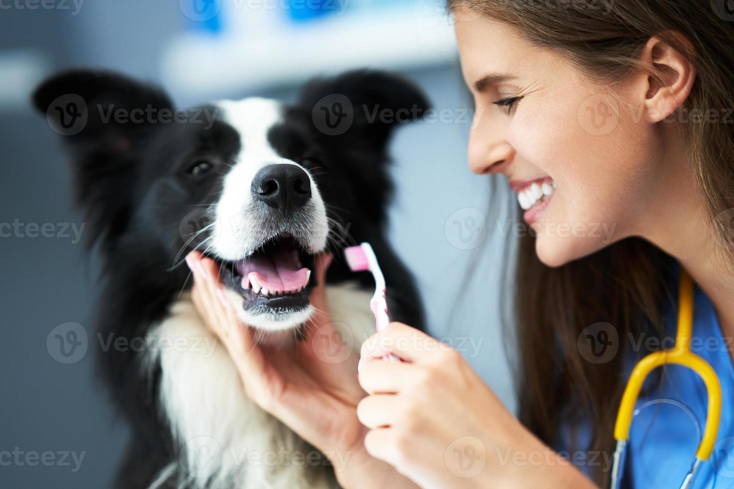 kvinna veterinär granskning en hund i klinik foto