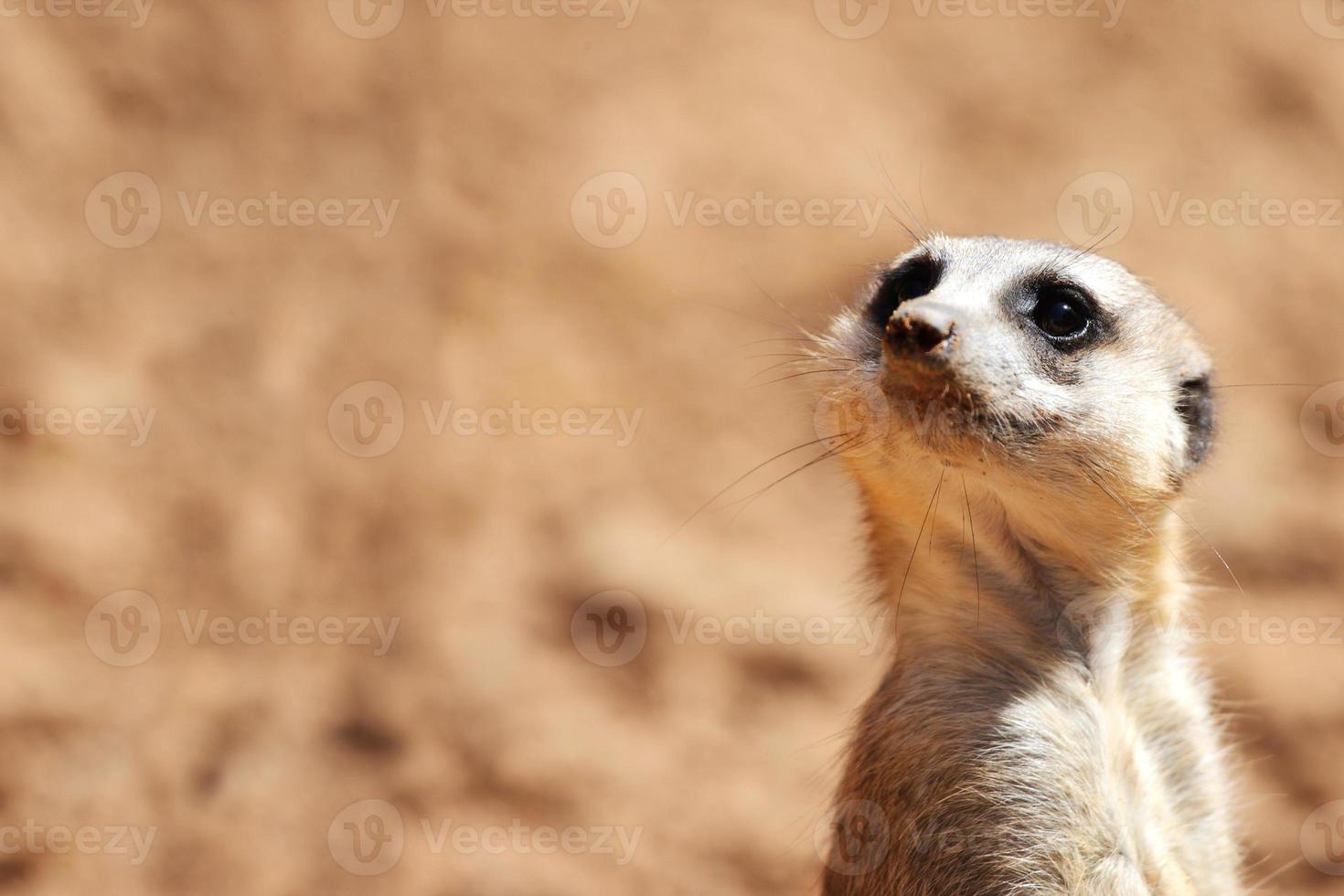 afrikansk suricate närbild foto