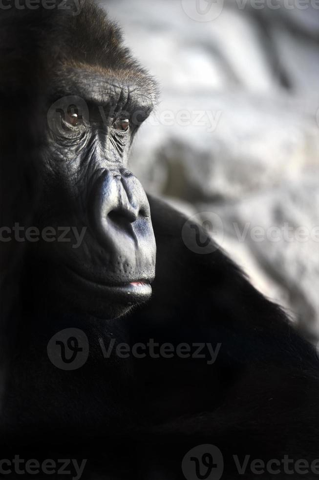 gorilla porträtt närbild foto