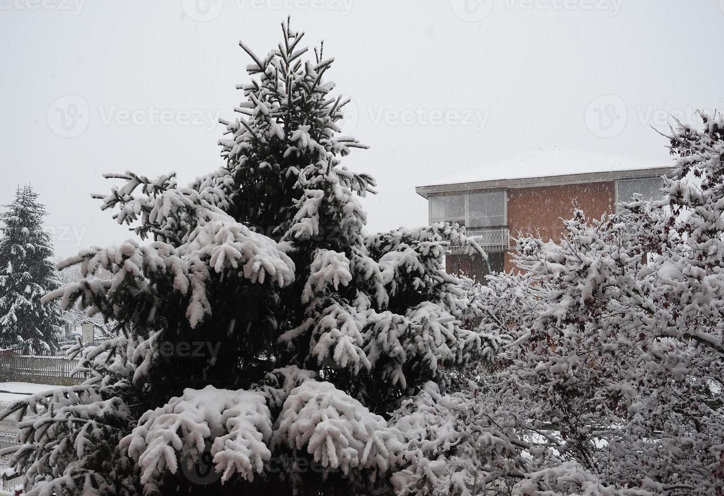 snö på träd foto