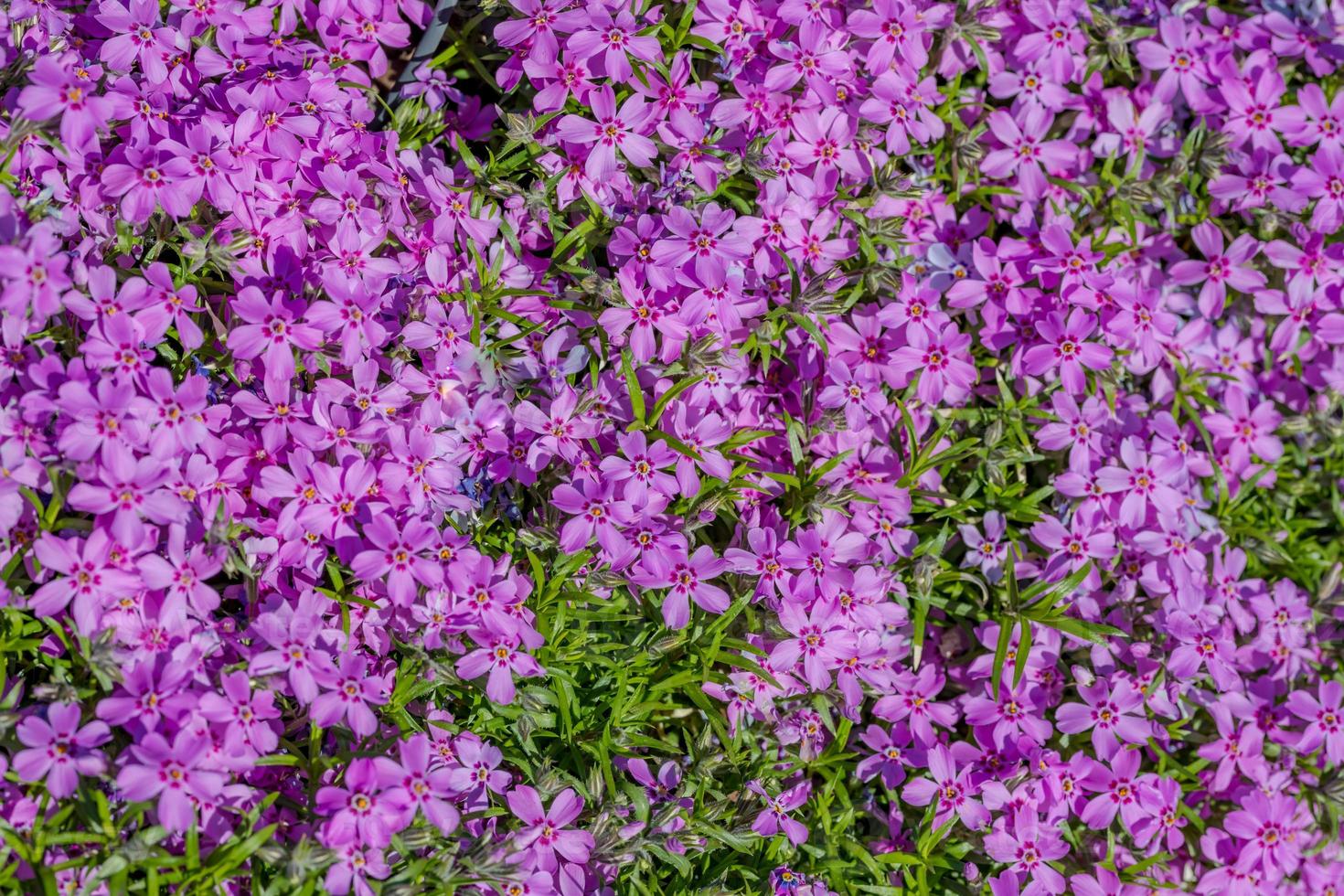 små lila blommor, natur textur, blommor säng i solljus. abstrakt blommig mönster foto