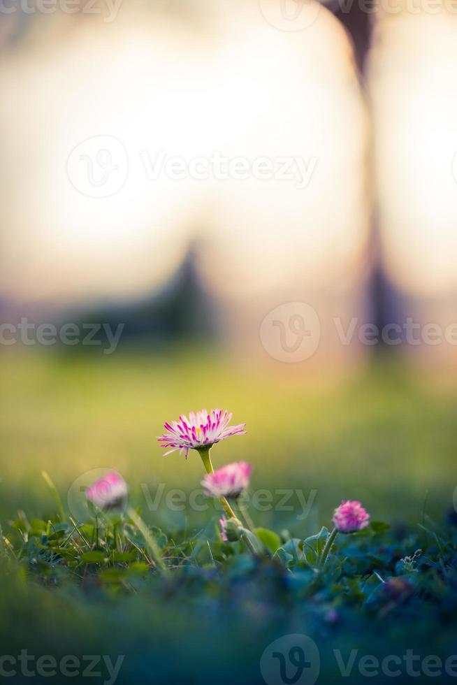 skön rosa blommor, äng och vår suddig natur landskap med blå himmel, makro, mjuk fokus. magi färgrik konstnärlig bild upplyftande och inspirera humör av natur, vår blommig bakgrund foto